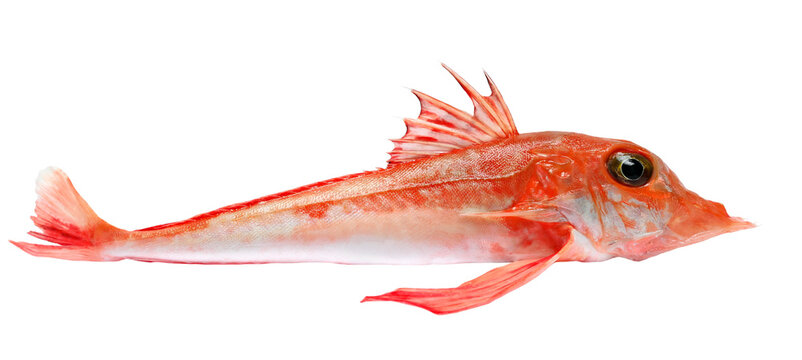 Piper gurnard, Trigla lyra, isolated on white, side view