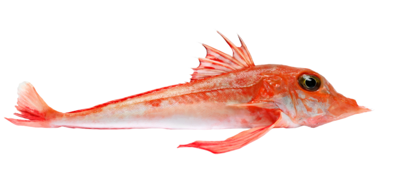 Piper gurnard, Trigla lyra, isolated on white, side view