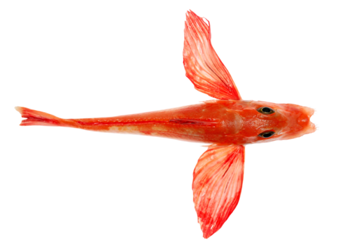 Piper gurnard, Trigla lyra, isolated on white, top view