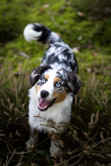 Close up portrait of a beautiful Australian Shepherd dog in a forest in Germany, Europe at summer
