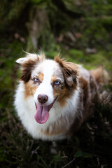 Close up portrait of a beautiful Australian Shepherd dog in a forest in Germany, Europe at summer
