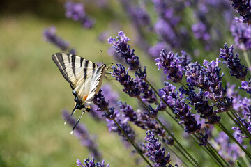 Scarce Swallowtail butterfly eating on lavender in the garden