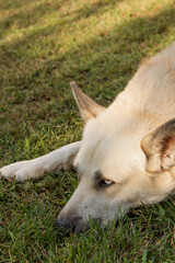 portrait of a white dog