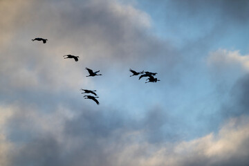 Zwischen Himmelsschichten – Kraniche im morgendlichen Anflug