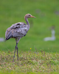 Schreitend durchs Gras – Jungkranich im Jugendkleid