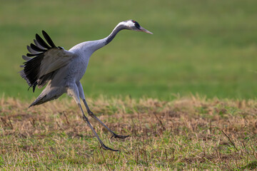 Kranich bei der Landung am frühen Morgen auf einer Wiese