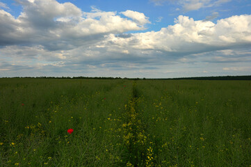 Overgrown road between rapeseed fields ripening in the sun.
Photo in HDR style