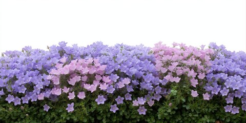 Obraz premium Vibrant purple and pink bellflowers against white background