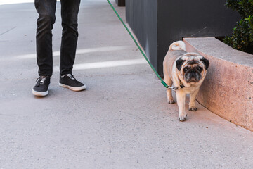 Pug walking on leash beside owner on city sidewalk. The photo symbolizes urban pet lifestyle, daily routine and emotional connection between human and animal.