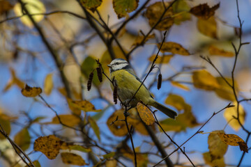 Eurasian blue tit sitting on a branch