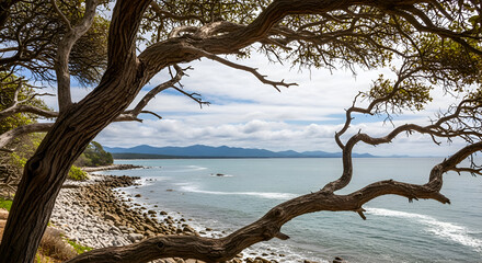 Scenic coastal view through gnarled tree branches overlooking a rocky shore and the ocean under a cloudy sky