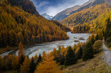 Swiss Alps valley on Fluela Pass with golden larch tree forest in autumn season © Siyue