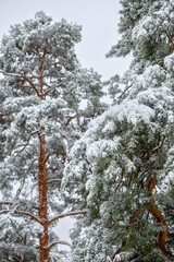 Snow blankets the branches of tall pine trees in a quiet winter forest. The scene captures the serene beauty and peaceful atmosphere of the cold season in nature.
