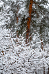 The delicate branches of a wild plum tree are heavily laden with fresh, fluffy snow after a snowfall. This winter scene highlights the intricate beauty and peaceful stillness of the cold season.