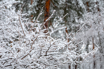 The delicate branches of a wild plum tree are heavily laden with fresh, fluffy snow after a snowfall. This winter scene highlights the intricate beauty and peaceful stillness of the cold season.