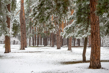 Snow covers the ground and branches in a tranquil pine forest. Tall tree trunks stand amidst the fresh snowfall. The winter landscape highlights the serene beauty of nature during the cold season.