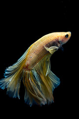 betta fish in aquavarium