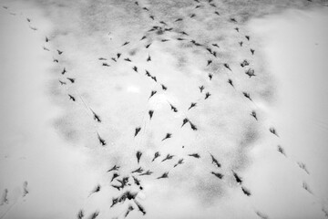 Numerous bird tracks create intricate, overlapping patterns across fresh snow, highlighted by sunlight. This high-contrast black and white image captures abstract natural textures.