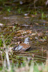 A Fieldfare thrush vigorously bathes in a shallow puddle, splashing water droplets everywhere. This common bird enjoys a refreshing dip in its natural woodland habitat, captured mid-splash.