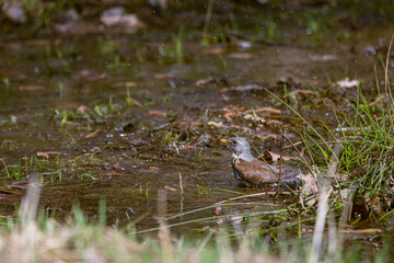 A Fieldfare thrush vigorously bathes in a shallow puddle, splashing water droplets everywhere. This common bird enjoys a refreshing dip in its natural woodland habitat, captured mid-splash.