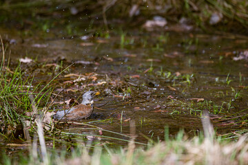 A Fieldfare thrush vigorously bathes in a shallow puddle, splashing water droplets everywhere. This common bird enjoys a refreshing dip in its natural woodland habitat, captured mid-splash.