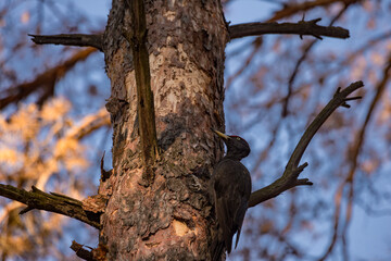 A large Black Woodpecker clings vertically to a textured pine tree trunk. The powerful bird, with its distinctive red crest, searches the bark for insects in the forest.