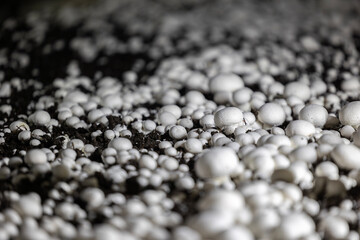 A selective focus shot of fresh white button mushrooms growing on a commercial farm. This industrial-scale operation highlights the process of modern fungi cultivation.