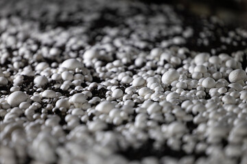 A selective focus shot of fresh white button mushrooms growing on a commercial farm. This industrial-scale operation highlights the process of modern fungi cultivation.