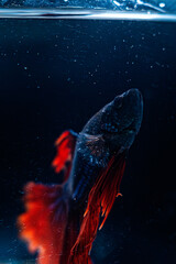betta fish in black background