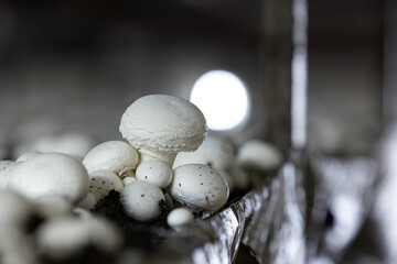 A selective focus, close-up shot of a white button mushroom growing in a dark, controlled farm environment. The fresh fungi are part of an industrial-scale harvest for food production.