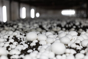A dense bed of fresh white button mushrooms growing in a dark, controlled farm environment. This low-angle view highlights the industrial scale of modern fungi cultivation.