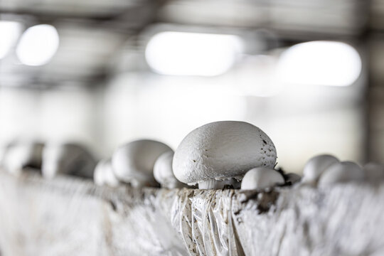 A selective focus, close-up shot of a white button mushroom growing on a commercial farm. The fresh fungi are part of an industrial-scale harvest, with bright lights blurred in the background.