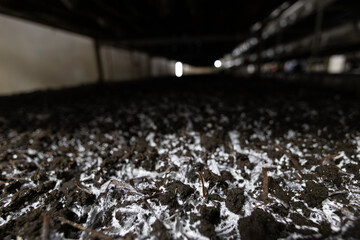 Compost substrate with visible mycelium growth, the initial stage of mushroom cultivation on a farm. This highlights the controlled process of modern fungi farming before the mushrooms emerge.