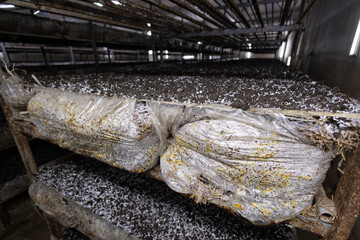 Compost substrate with visible mycelium growth, the initial stage of mushroom cultivation on a farm. This highlights the controlled process of modern fungi farming before the mushrooms emerge.