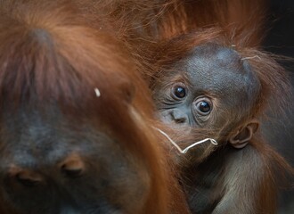 Sumatran orangutan
