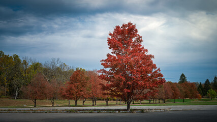 autumn landscape with trees