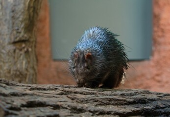 African brush-tailed porcupine