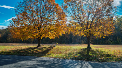 autumn trees in the park
