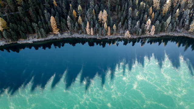 Drohnenaufnahme eines stillen Bergsees im Engadin im goldenen Herbst: T&uuml;rkisfarbenes Wasser spiegelt goldene L&auml;rchen und umgebende Berge in den Schweizer Alpen.