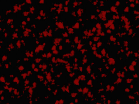 Abstract Red Splatters on Black Background: Dark Textured Pattern