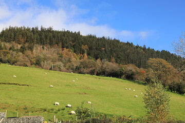 Landscape in Glencar, County Leitrim, Ireland on sunny Autumn day featuring sheep grazing on hillside field near forest 