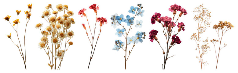 PNG Colorful dried floral arrangement, element set on transparent background