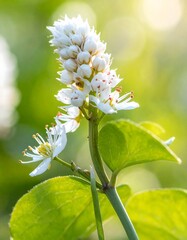 Close-up shot of white flower cluster with green leaves