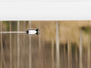 Common goldeneye swimming along the ice edge on a calm spring morning, Dalsland, Sweden