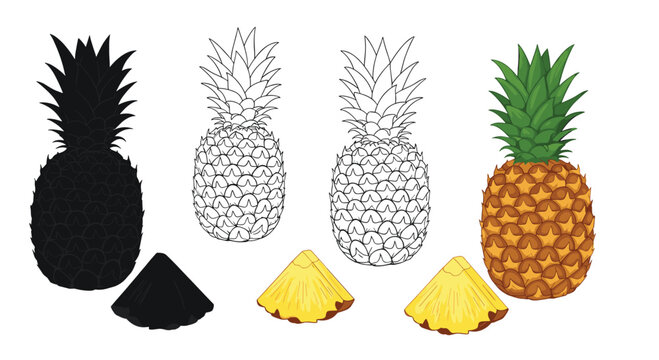 Illustrations showing artistic progression of whole pineapples and slices, from black silhouette and detailed line art to a vibrant colored design.