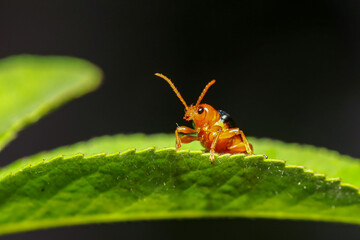 Bright orange leaf beetle perched on a textured green leaf