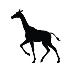 Fototapeta premium Elegant silhouette of a walking giraffe with its long neck stretched high, giraffe running silhouette vector illustration