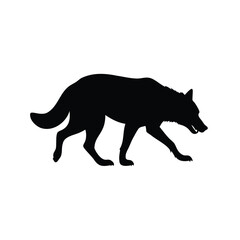 Black silhouette of a wolf walking carefully on a white background, wolf tracking scent silhouette vector illustration