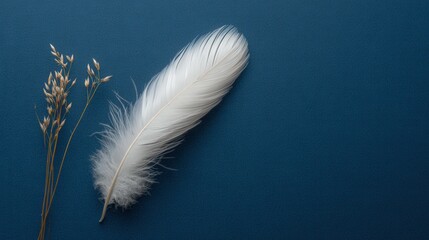 Obraz premium white feather on a dark blue background, symbolizing peace