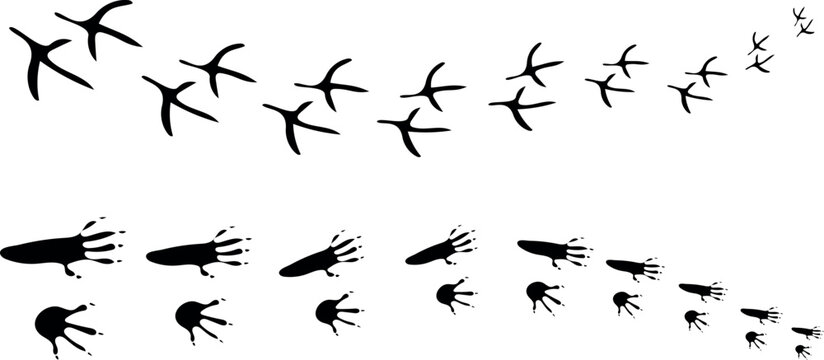 Animal Tracks and Footprints Set &ndash; Toad, Mouse, Chicken and Paw Print Paths, Hand Drawn Trail and Nature Track Icons Vector